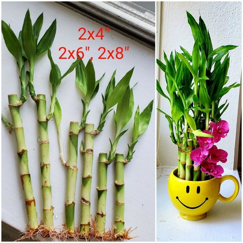 Lucky bamboo stalks rooted - lucky,