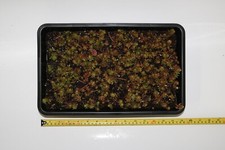 Sedum reflexum yellow leaved Drought Tolerant Roof Garden in Punnets/Seed Trays.