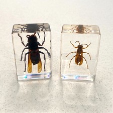 Insects in Resin Block Set Of
