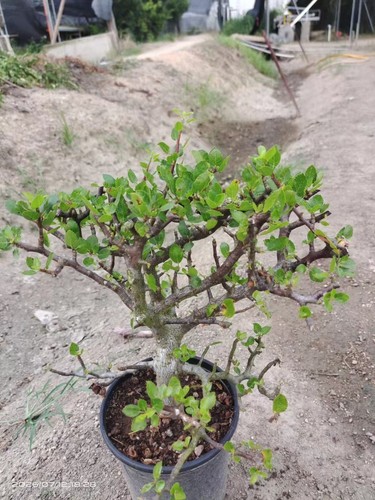 Rare live house - rare, plant