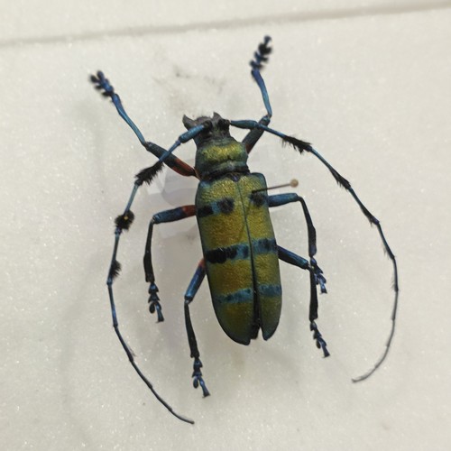 Diastocera wallichi set - diastocera,