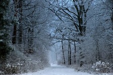 STUNNING WINTER FOREST PATH CANVAS PICTURE POSTER PRINT UNFRAMED