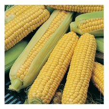SWEET CORN SWEETCORN