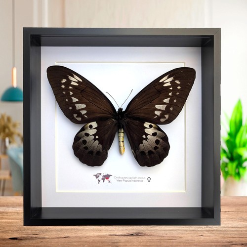 Framed goliath birdwing - framed,