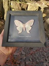 Spanish Moon Moth Graellsia