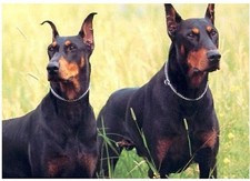 Heavy Duty Dog Metal Choke Chain Slip Collar Stainless Steel Doberman Rottweiler