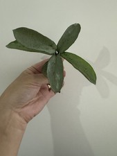 Hoya Carnosa Grey Ghost Fresh Cutting Plant Multiple Leaves