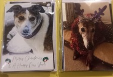 Tia Greyhound Rescue Charity