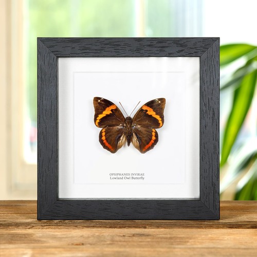 Lowland owl butterfly box - owl,