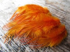 IFS Bleached Golden Pheasant