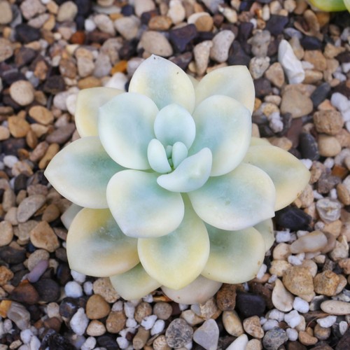 Pachyveria perfume variegata - perfume,