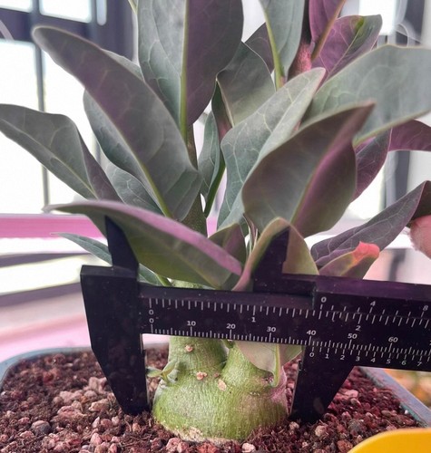 Dia 1cm rare cacti - dia,