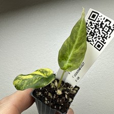 Alocasia black velvet Gold