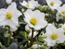 Helleborus niger Mont Blanc