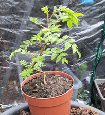 Mountain Ash (Rowan) - Sorbus