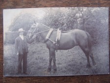 Horses, Pony's, Donkeys, & Carts