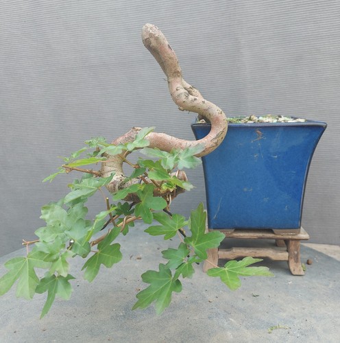 Cascade field maple - cascade,