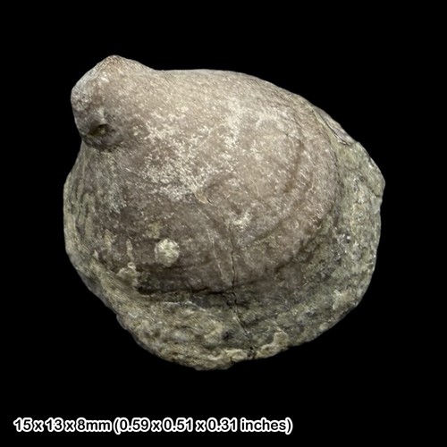 Rhabdocyclus rugose coral - rhabdocyclus,