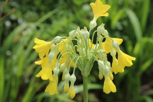 Giant himalayan cowslip - giant,