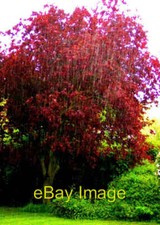 Photo 6x4 Three Horseshoes