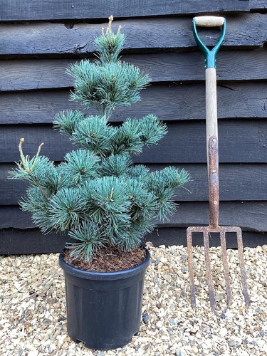 Pinus parviflora negishi - pinus, parviflora"negishi"