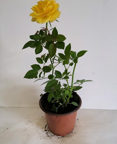 Yellow rose potted - rose,
