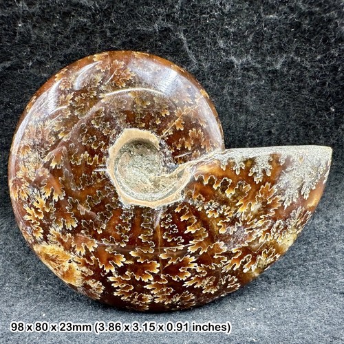 Large polished fossilised