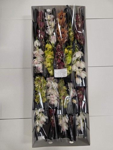 Farm fresh orchid - farm, orchid/cymbidium