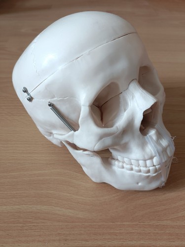 Anatomical skull model for - skull,