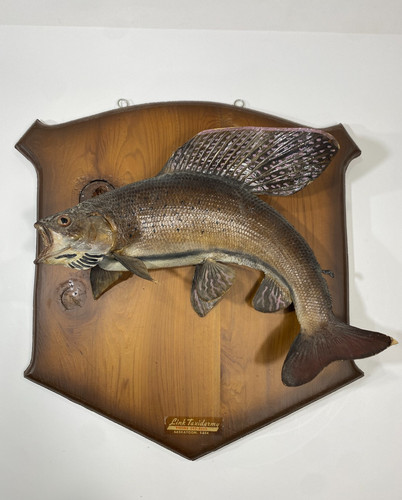 Vintage taxidermy fish - taxidermy,