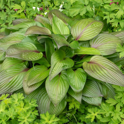 Hosta first blush - first,