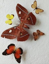  Moth & Butterfly Collection