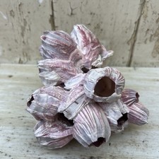 Natural purple barnacle - natural,