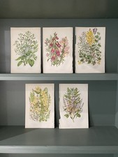 5 x Medium Size Original