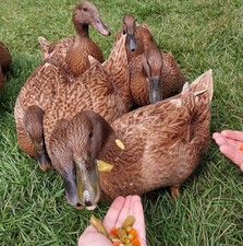 Purebred Khaki Campbell Duck