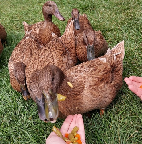 Purebred khaki campbell duck - purebred,