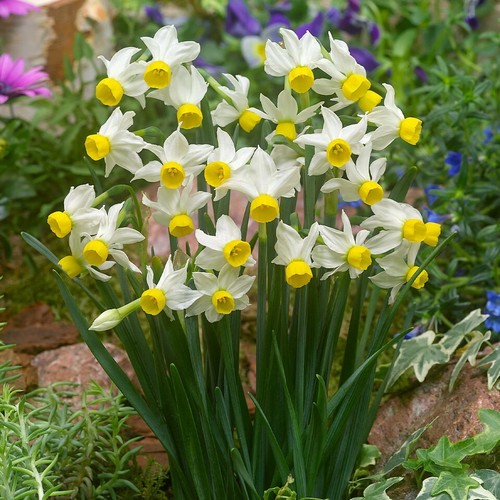 Mini daffodil canaliculatus - daffodil, '