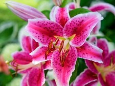 LILIUM Stargazer LILY LARGE