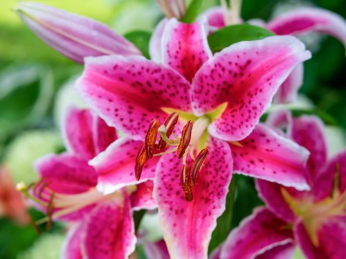 Lilium stargazer lily large - lily,