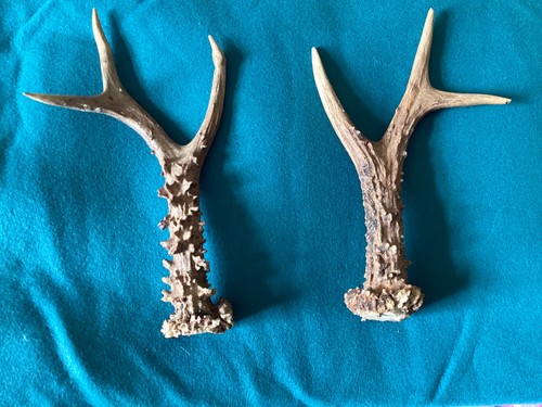 One pair roe - of, deer