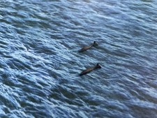 1:1200 1:1250 Waterline Ships Two Grey Whales (not Triang Minic)