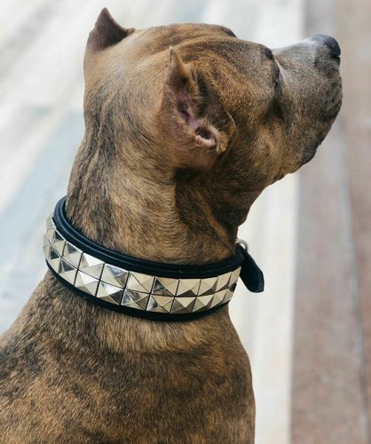 Studded dog collar leather - leather, big