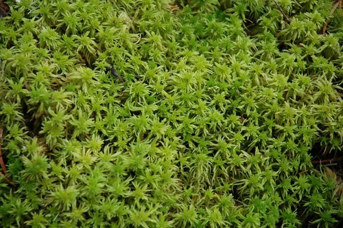 Green sphagnum moss fresh1 - sphagnum,