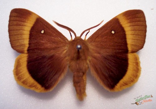 Oak eggar moth lasiocampa - oak,