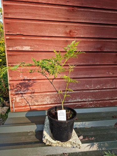 Acer palmatum dissectum