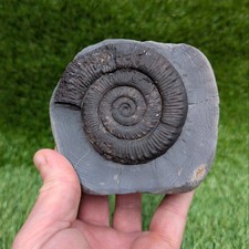 Peronoceras ammonite fossil