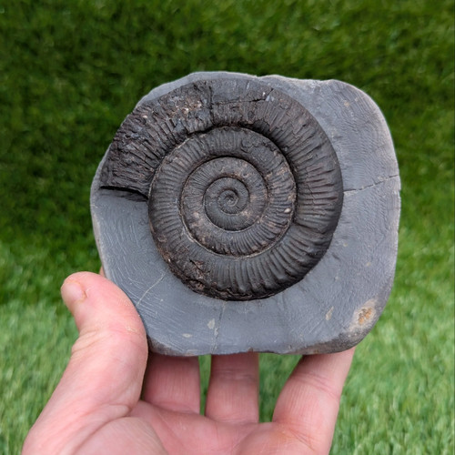Peronoceras ammonite fossil