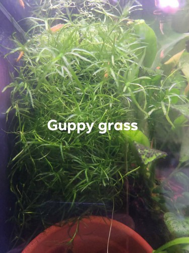 Live aquarium plants guppy - aquarium,