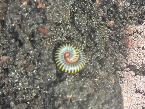 Live bumblebee millipedes - millipedes,