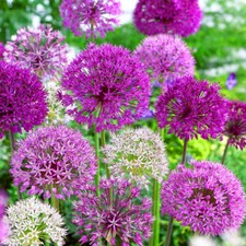 Allium Mixed Varieties Coronaria Indoor Outdoor Spring Flowering Bulbs Plants